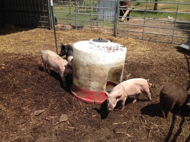 A biodiverse farm is able to sustain eight different types of species for every species on it. Evan keeps four different types of pigs at Mahaffey Farms.