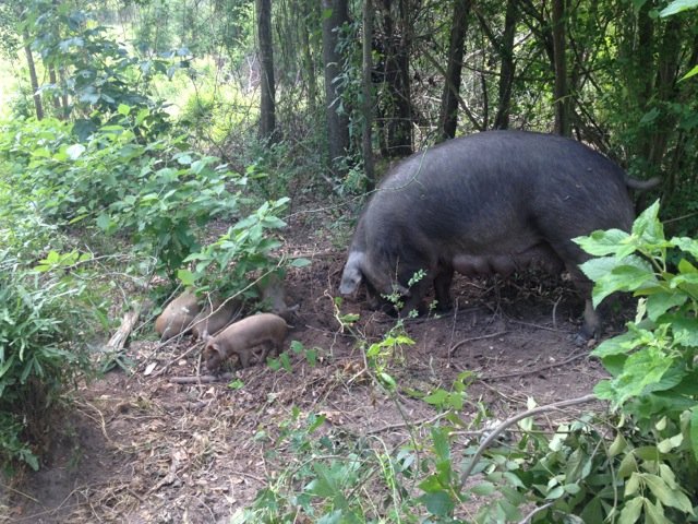 Pigs not only feed in pins, but also help clear out dense forests by grazing in them. 
