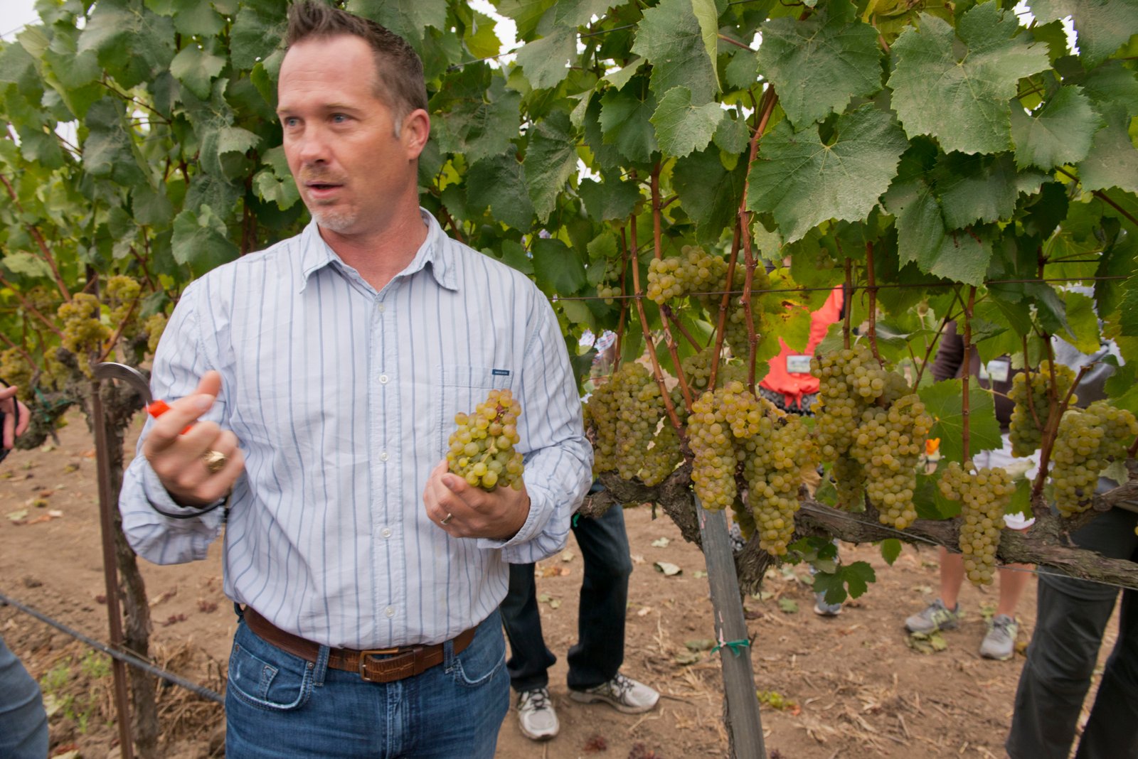 Toby Halkovich, director of vineyard operations for Cakebread Cellars, explains how the hand-harvesting process yields better wine.